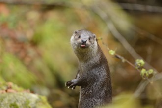 Close-up of a European otter (Lutra lutra) in autumn in the bavarian forest