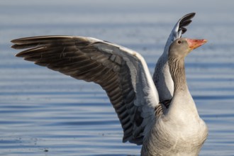 Greylag goose (Anser anser), Hauke-Haien-Koog nature reserve, North Frisia, Schleswig-Holstein,