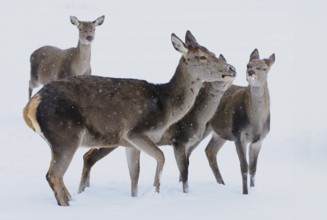 Red deer (Cervus elaphus) hind with calf in a forest clearing on a snowy day, Bavaria