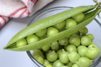 Fresh green peas in shell and pea pod, Pisum sativum
