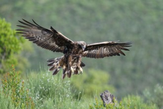 Golden eagle (Aquila chrysaetos) approaching, early morning light, Extremadura, Spain, Europe