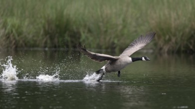Canada goose (Branta canadensis) running over water and splashing water droplets, Lower Rhine,