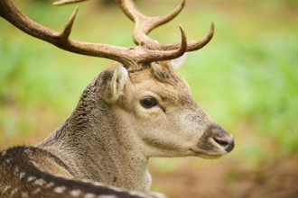 European fallow deer (Dama dama) stag in a forest, portrait, Bavaria, Germany, Europe