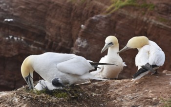 Northern gannet with chicks on the offshore island of Heligoland, Germany, Europe