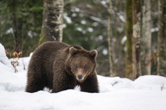 European brown bear (Ursus arctos arctos) in the forest, bear in the snow, winter, Notranjska