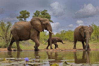 African elephant (Loxodonta africana), adult, female, mother, male, bull, young animal, mother with
