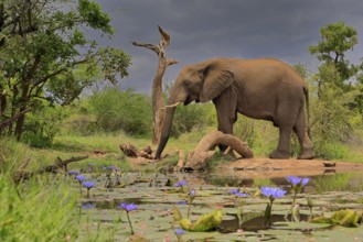 African elephant (Loxodonta africana), adult, male, bull, at the water, Kruger National Park,