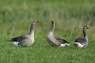 Three greylag geese (Anser anser), standing in a meadow, Texel, West Frisian Islands, province of