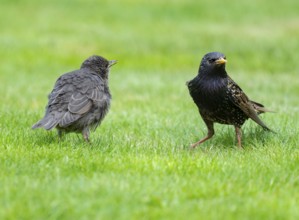 Starling (Sturnus vulgaris), young bird and adult standing on a lawn in the garden, Lower Saxony,