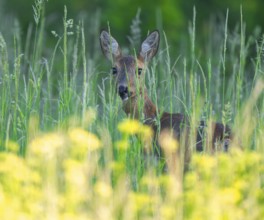 Roe deer (Capreolus capreolus), doe standing in a meadow and looking attentively, wildlife, Lower
