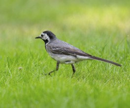 White wagtail (Motacilla alba) foraging on a lawn in a garden, Lower Saxony, Germany, Europe
