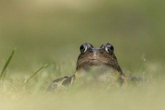 Common frog (Rana temporaria) adult amphibian on a garden lawn in the summer, England, United
