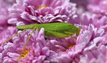 Great green bush cricket (Tettigonia viridissima), family Tettigonioidea, on chrysanthemums
