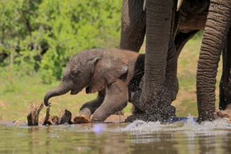 African elephant (Loxodonta africana), young animal, calf, baby elephant, mother, young animal with