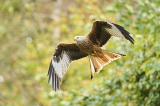Red kite (Milvus milvus) flying in a forest, Bavaria, Germany, Europe