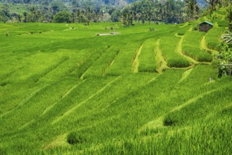 Jatiluwih, rice terrace, rice, agribusiness, agriculture, export, tourism, travel, landscape,