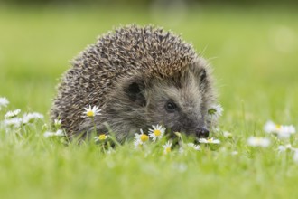 European hedgehog (Erinaceus europaeus) adult animal on a garden grass lawn with flowering daisy