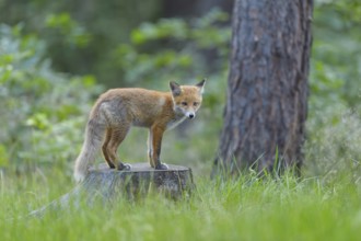 Red fox (Vulpes vulpes), young fox standing on a tree stump in a forest, summer, Hesse, Germany,