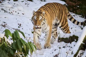 Siberian tiger (Panthera tigris altaica) walking in the snow in winter, captive, Germany, Europe