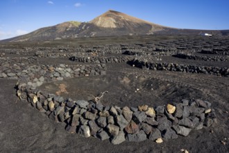 Typical viticulture in dry farming method, La Geria, Lanzarote, Canary Islands, Canary Islands,