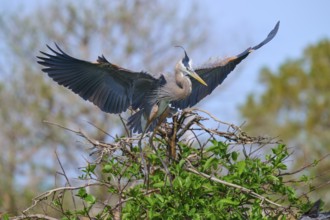 Two Great blue heron (Ardea herodias), with outstretched wings perched on branches surrounded by