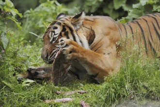 Sumatran tiger (Panthera tigris sumatrae), feeding, captive, occurring on Sumatra, Indonesia, Asia
