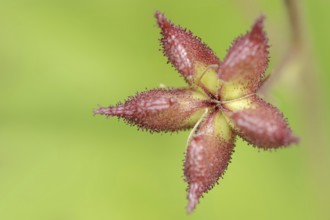 Diptam or dittany (Dictamnus albus), fruit stand, Hesse, Germany, Europe