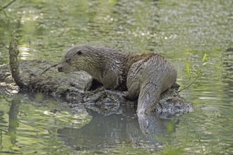 Otter, Lutra lutra, Bavarian Forest National Park, Bavaria, Germany, Captive, Europe