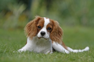 Cavalier King Charles Spaniel, kitten