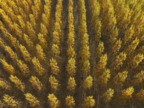 European Aspen (Populus tremula) in autumnal colours. Cultivated for timber. Aerial view. Drone