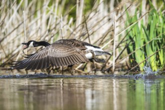 Canada Goose, Branta canadensis, bird running on water