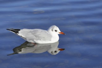 Black-headed gull (Chroicocephalus ridibundus), swimming on the lake with reflection, Prien,