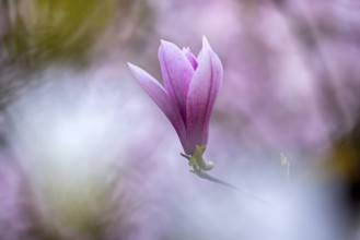 Magnolias (Magnolia) in bloom at Hohenheim Palace. Exotic and Botanical Garden of the University of