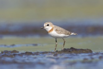 Chestnut-banded Plover (Charadrius pallidus) foraging in the mud, Lake Natron, Tanzania, Africa