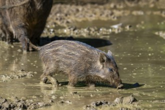Wild boar (Sus scrofa) squeaker foraging in the mud of puddle in forest in spring