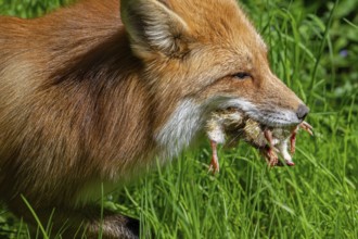 Red fox (Vulpes vulpes) running through meadow with mouthful of chicks after raiding chicken coop
