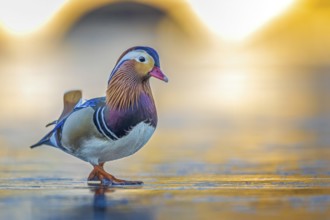 Mandarin Duck (Aix galericulata) male walking on an ice surface, Saxony-Anhalt, Germany, Europe