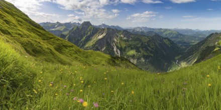 Mountain panorama with alpine flowers from Laufbacher-Eckweg to Höfats, 2259m, Allgäu Alps, Allgäu,