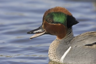 Green-winged Teal (Anas carolinensis) male, California, USA, North America