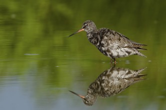 Spotted Redshank (Tringa erythropus), Schleswig-Holstein, Germany, Europe