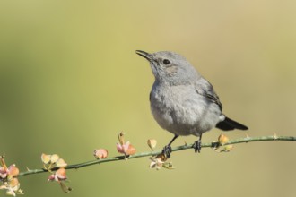 Blackstart (Oenanthe melanura), Eilat, Israel, Asia