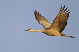 Sandhill Crane (Antigone canadensis) flying, New Mexico, USA, North America