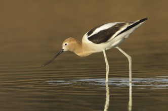 American Avocet (Recurvirostra americana), Alberta, Canada, North America