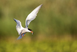 Common Tern (Sterna hirundo) flying with fish prey in beak, Danube Delta, Romania, Europe