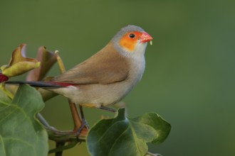 Orange-cheeked Waxbill (Estrilda melpoda) perched on a branch on the Caribbean Island of Martinique