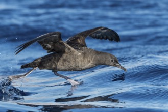 Sooty Shearwater (Ardenna grisea) flying, Eilat, Israel, Asia