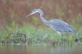 Grey Heron (Ardea cinerea), Thuringia, Germany, Europe