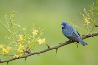 Indigo Bunting (Passerina cyanea) male perched on a branch, Texas, USA, North America