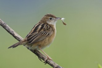 Zitting Cisticola (Cisticola juncidis), Mallorca, Spain, Europe