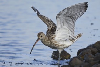 Eurasian Curlew (Numenius arquata), Schleswig-Holstein, Germany, Europe